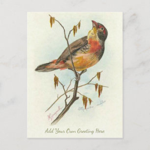 Schöne Vintage-Vogel-Grußkarte zum Selbstgestalten Postkarte