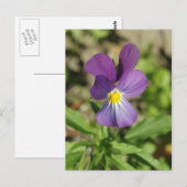 Schöne violette Blume Foto Postkarte (Vorne/Hinten)