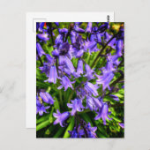 Schöne violette Blumen Postkarte (Vorne/Hinten)