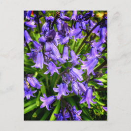 Schöne violette Blumen Postkarte