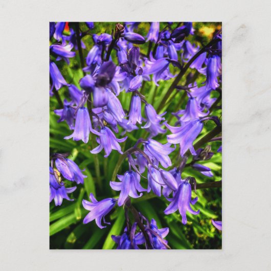 Schöne violette Blumen Postkarte (Vorderseite)