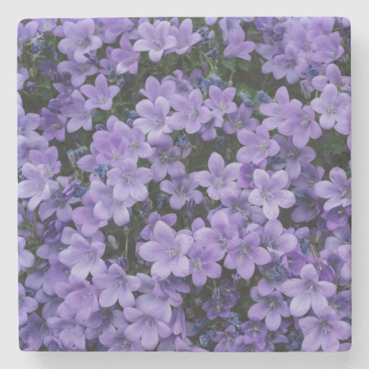 Schöne violette Blumen Steinuntersetzer (Vorderseite)
