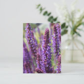 Schöne violette Lavendelblüte Postkarte (Stehend Vorderseite)