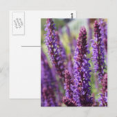 Schöne violette Lavendelblüte Postkarte (Vorne/Hinten)