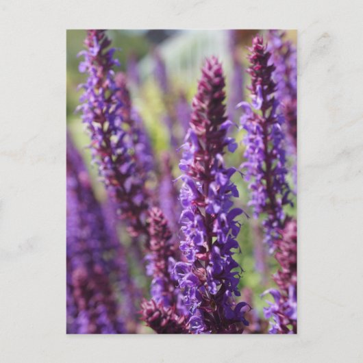 Schöne violette Lavendelblüte Postkarte (Vorderseite)