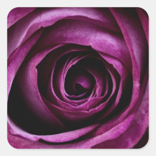 Schöne violette Rose Quadratischer Aufkleber