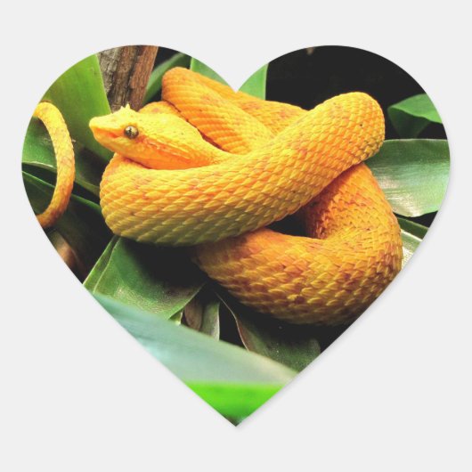 Schöne Viper Herz-Aufkleber (Vorderseite)