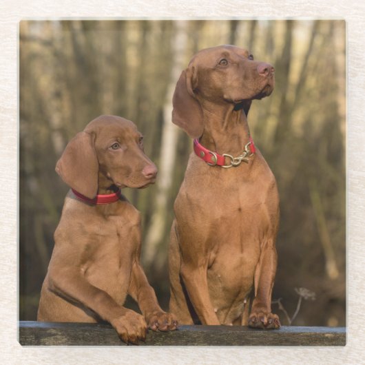Schöne Vizsla Sporting Hunde Glasuntersetzer (Vorderseite)