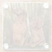 Schöne Vizsla Sporting Hunde Glasuntersetzer (Rückseite)