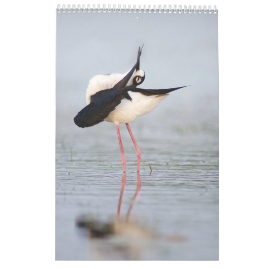 Schöne Vögel 2023 Mauerkalender Kalender (Rückseite)