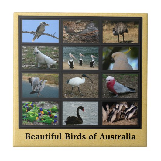 Schöne Vögel aus Australien Collage Fliese (Vorderseite)