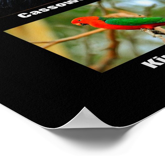 Schöne Vögel aus Australien Poster (Ecke)