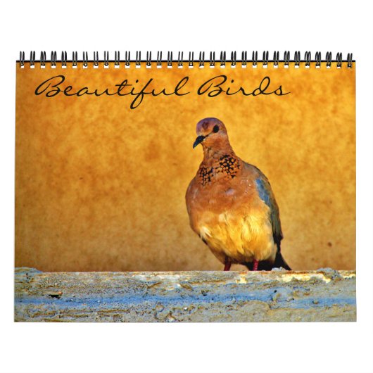 Schöne Vögel Kalender (Titelbild)