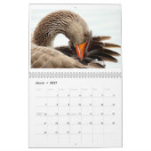 Schöne Vögel Natur Tiere Aviale Kalender (Mär 2027)