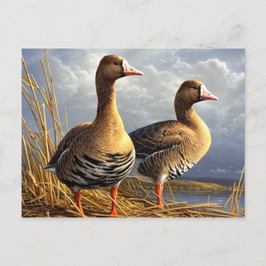 schöne Vogel Postkarten 29 (Vorderseite)