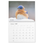 Schöne Vogelfotografie 2025 Kalender Bluebird (Jan 2027)