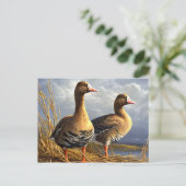 schöne Vogelnachweise 29 Postkarte (Stehend Vorderseite)