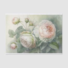 Schöne, volle rosa Kohlrosen Seidenpapier