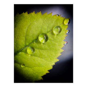 Schöne Wassertropfen nach Regen auf einem Blatt Poster