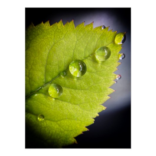 Schöne Wassertropfen nach Regen auf einem Blatt Poster (Vorderseite)