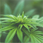 Schöne Weed Aufkleber (Vorderseite)