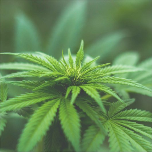 Schöne Weed Aufkleber (Vorderseite)