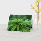 Schöne Weed Karte (Gelbe Blume)
