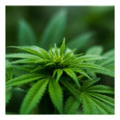 Schöne Weed Poster (Vorderseite)