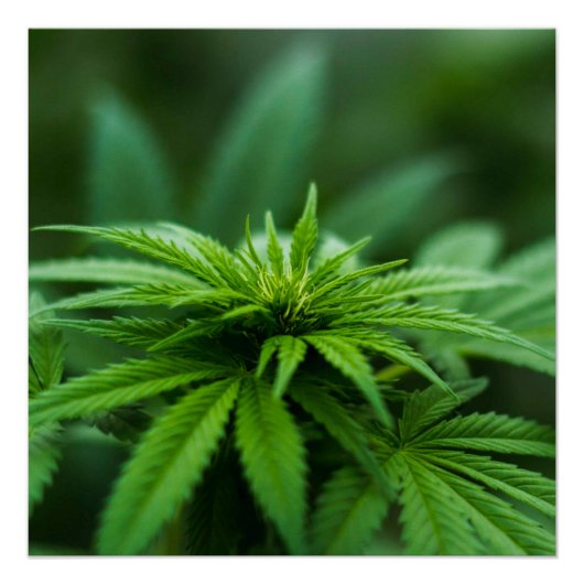 Schöne Weed Poster (Vorderseite)