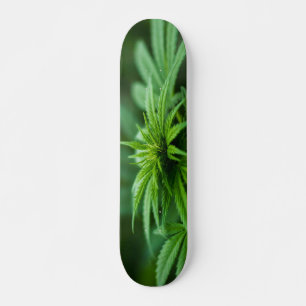 Schöne Weh-Pflanze Skateboard