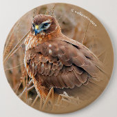 Schöne Weibliche Northern Harrier im Marsch Button (Vorderseite)