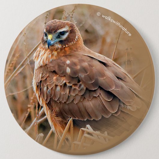 Schöne Weibliche Northern Harrier im Marsch Button (Vorderseite)