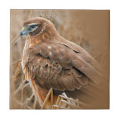 Schöne Weibliche Northern Harrier im Marsch Fliese (Vorderseite)