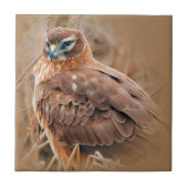 Schöne Weibliche Northern Harrier im Marsch Fliese (Vorderseite)