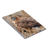 Schöne Weibliche Northern Harrier im Marsch Notizblock (Rechte Seite)