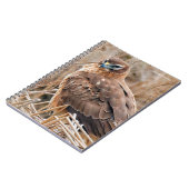 Schöne Weibliche Northern Harrier im Marsch Notizblock (Linke Seite)