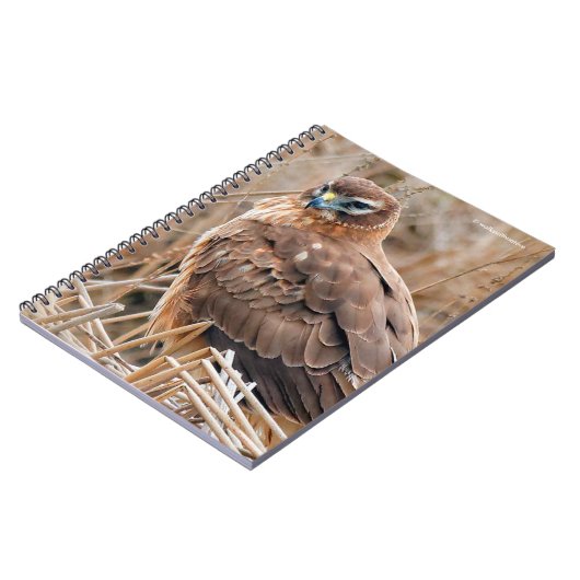 Schöne Weibliche Northern Harrier im Marsch Notizblock (Linke Seite)