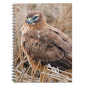 Schöne Weibliche Northern Harrier im Marsch Notizblock (Vorderseite)