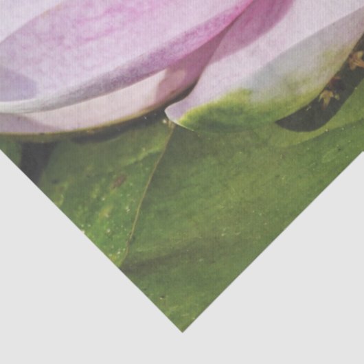 Schöne weich rosa Wasserlilie Seidenpapier (Detail)