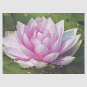 Schöne weich rosa Wasserlilie Seidenpapier
