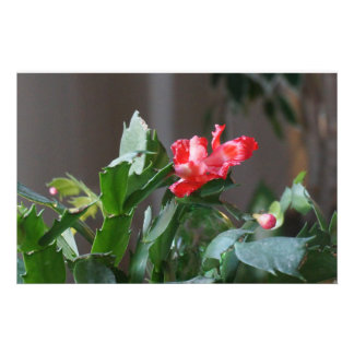 Schöne Weihnachtskaktus Bloom Fotodruck