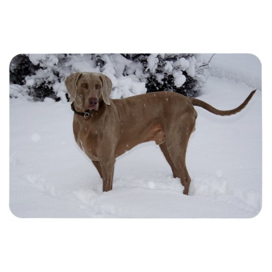 Schöne Weimaraner im Schnee Magnet (Horizontal)
