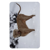 Schöne Weimaraner im Schnee Magnet (Vertikal)
