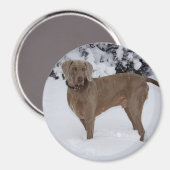 Schöne Weimaraner im Schnee Magnet (Vorderseite/Rückseite)