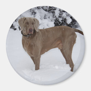 Schöne Weimaraner im Schnee Magnet