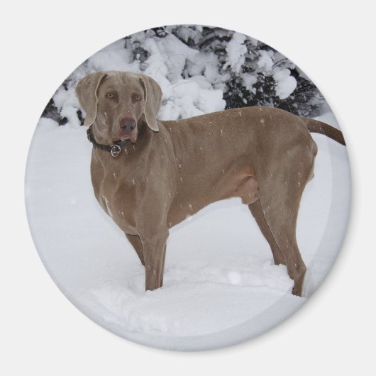 Schöne Weimaraner im Schnee Magnet (Vorne)