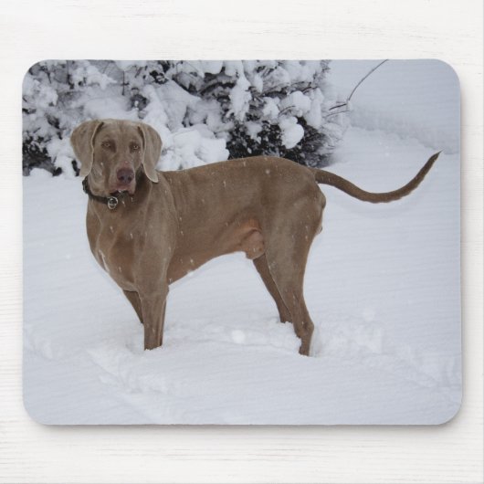 Schöne Weimaraner im Schnee Mousepad (Vorne)