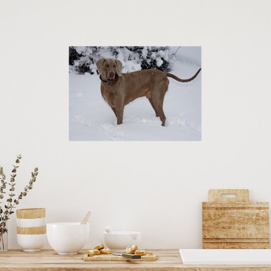 Schöne Weimaraner im Schnee Poster (Küche)