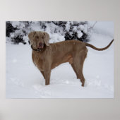 Schöne Weimaraner im Schnee Poster (Vorne)
