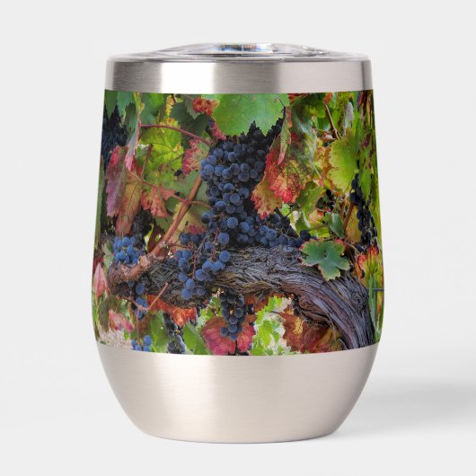 Schöne Weintrauben und Wein (Vorderseite)